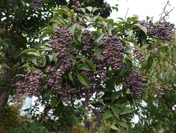 Extracto de Ligustrum Ácido oleanólico