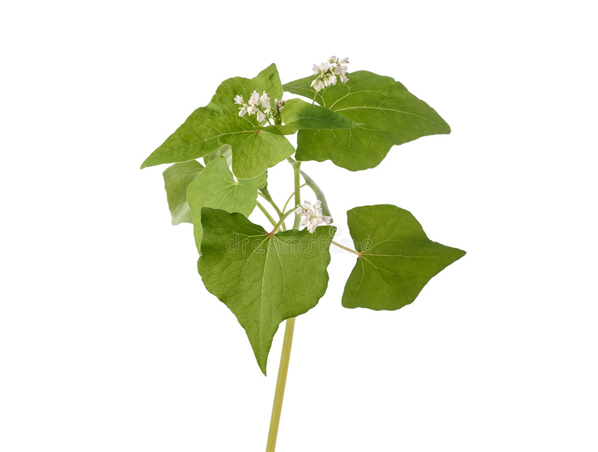 Extracto de hoja de trigo sarraceno