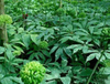 Extracto de hoja de notoginseng