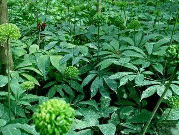 Extracto de hoja de notoginseng
