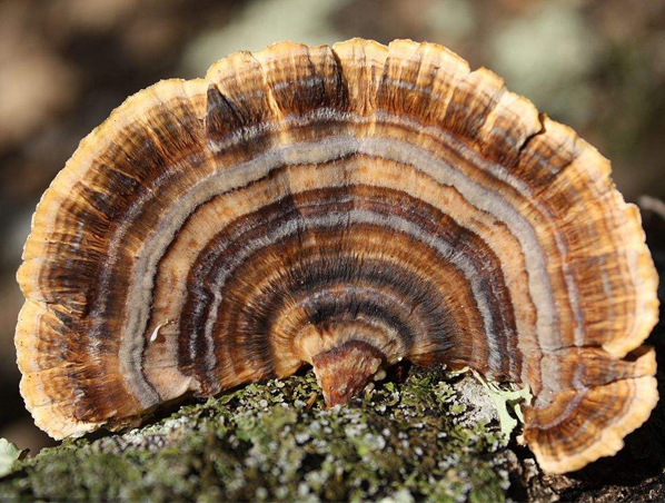 Extracto de hongo Coriolus de hongo medicinal