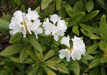Rododendro Caucasicum