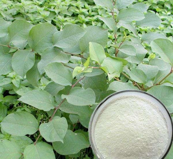 Extracto de Trans-Resveratrol/Polygonum Cuspidatum