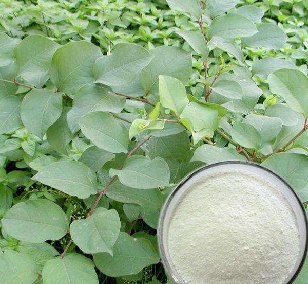 Extracto de Trans-Resveratrol/Polygonum Cuspidatum