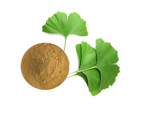 Descubra Ginkgo Biloba: la elección de la naturaleza para la función cognitiva y la salud