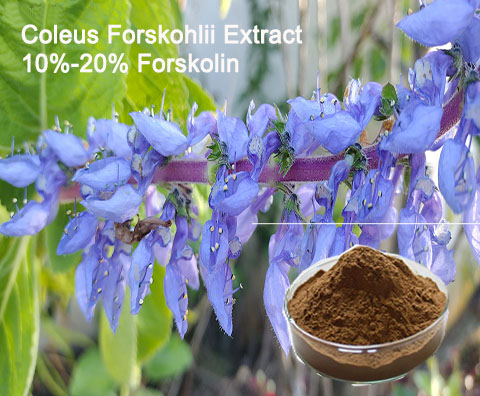 Libere su potencial de salud con extracto puro de Coleus Forskohlii