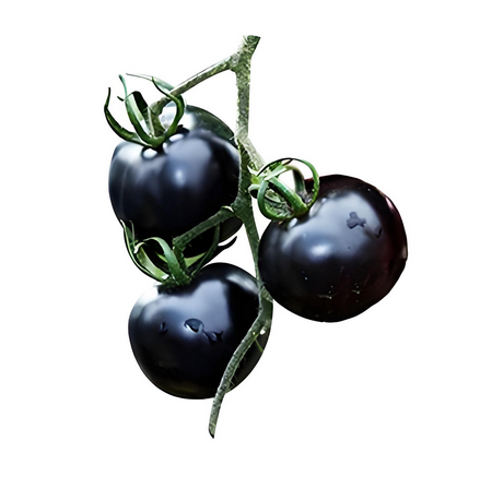 Extracto de tomate negro