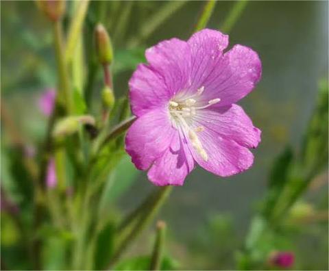 Extracto de epilobio parviflorum