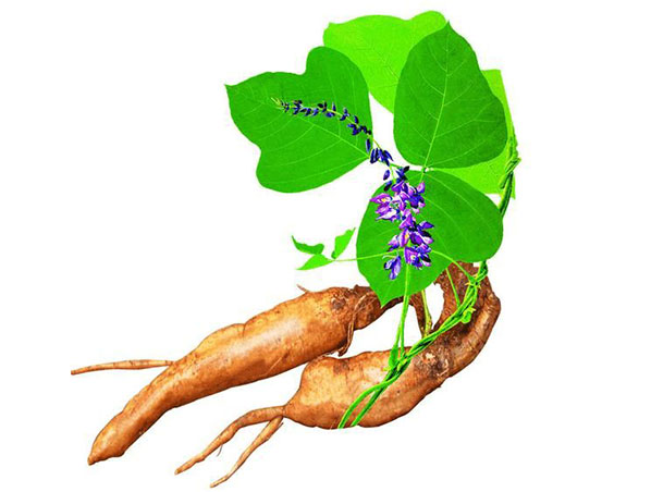 Extracto de raíz de kudzu