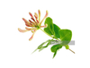 Extracto de flor de madreselva