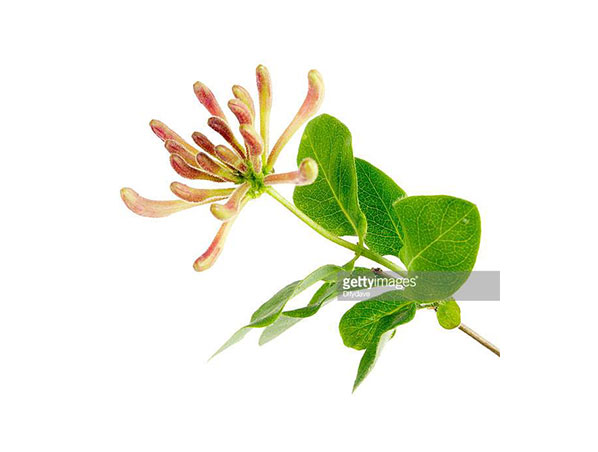 Extracto de flor de madreselva