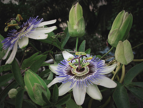 Extracto de flor de la pasión