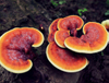 Extracto de Reishi orgánico / Extracto de Reishi