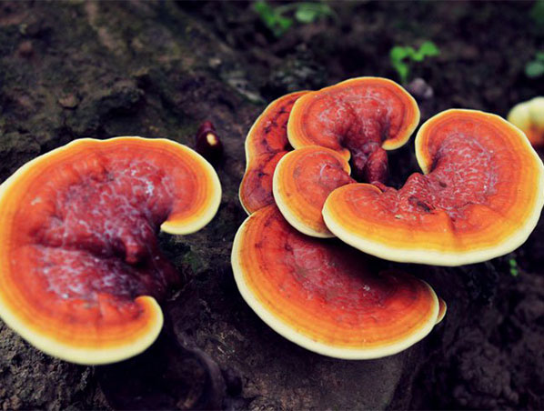 Extracto de Reishi orgánico / Extracto de Reishi