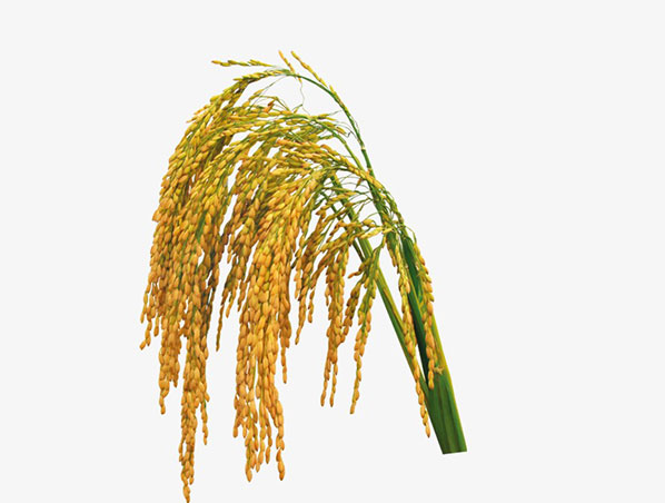 Extracto de salvado de arroz