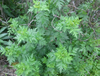 Extracto de Artemisia Annua 