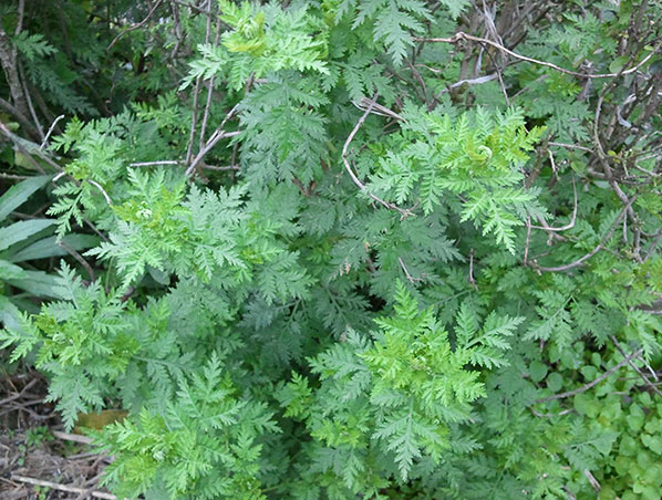 Extracto de Artemisia Annua 
