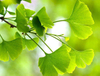 Extracto orgánico de Ginkgo Biloba
