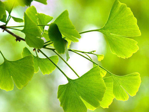 Extracto orgánico de Ginkgo Biloba