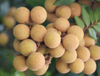 Extracto de Longan