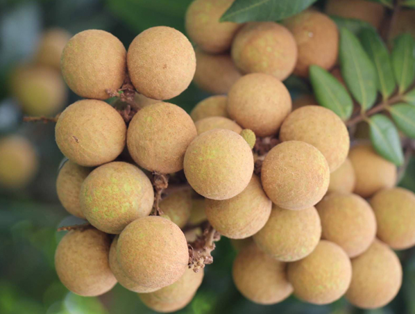 Extracto de Longan
