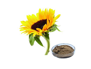 Extracto de girasol