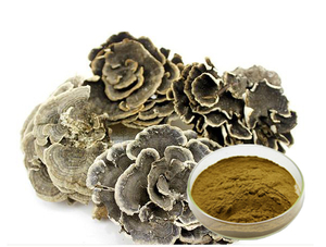 Extracto de hongo Coriolus de hongo medicinal