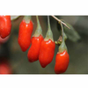 Polvo de baya de Goji