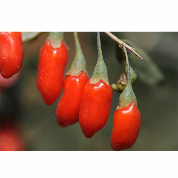 Polvo de baya de Goji