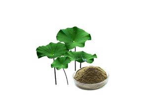 Extracto de hoja de loto