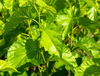Extracto de hoja de morera