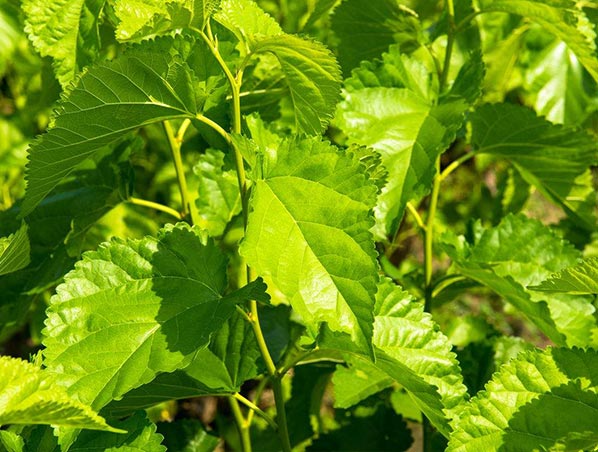 Extracto de hoja de morera