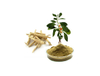 Extracto de Ashwagandha