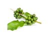 Extracto de grano de café verde
