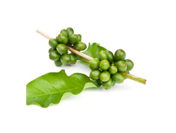 Extracto de grano de café verde