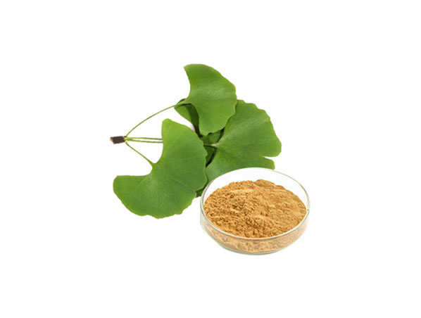 Extracto orgánico de Ginkgo Biloba