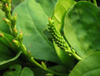 Extracto de hierba de plantago