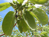 Extracto de Terminalia Bellerica