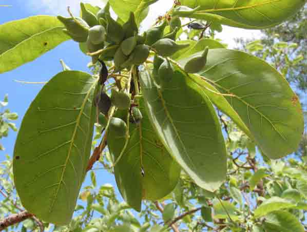 Extracto de Terminalia Bellerica