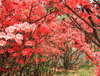 Extracto de rododendro caucasicum