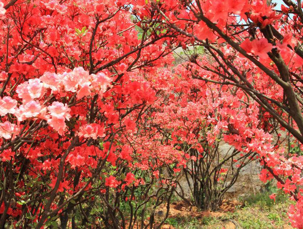 Extracto de rododendro caucasicum
