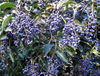 Extracto de Ligustrum Ácido oleanólico