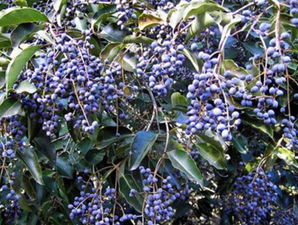 Extracto de Ligustrum Ácido oleanólico