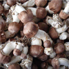 Extracto de hongo medicinal Agaricus Blazei
