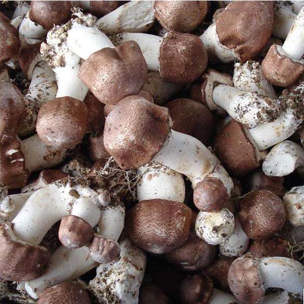 Extracto de hongo medicinal Agaricus Blazei