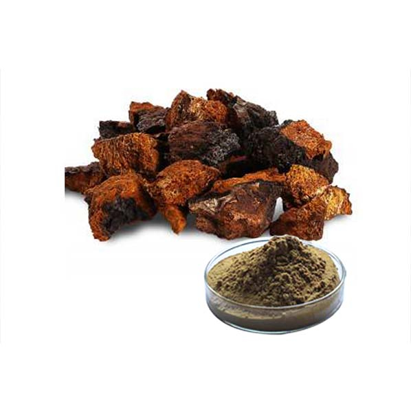 Extracto orgánico de hongo Chaga