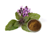 Extracto de Ocimum Sanctum
