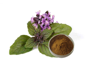 Extracto de Ocimum Sanctum