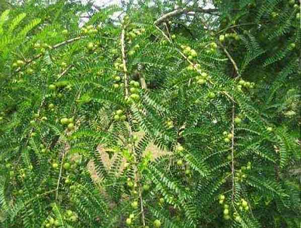 Extracto de Phyllanthus Emblica