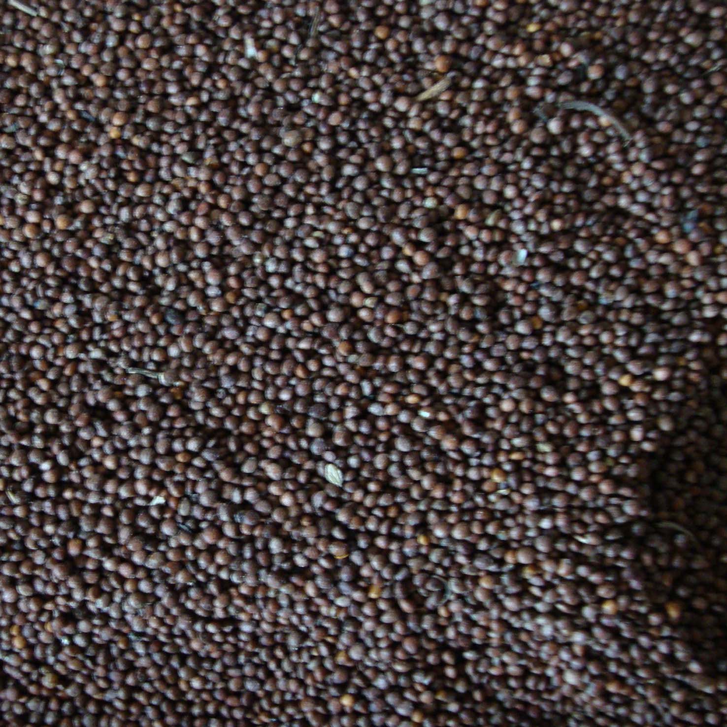 Extracto de pimienta negra